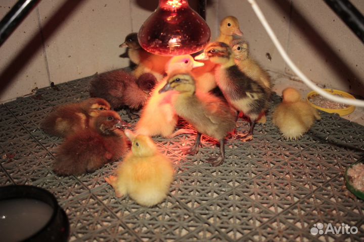 Утята индийский бегунок