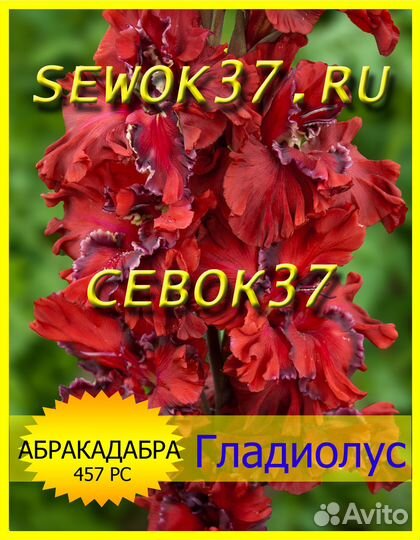 Гладиолусы луковицы