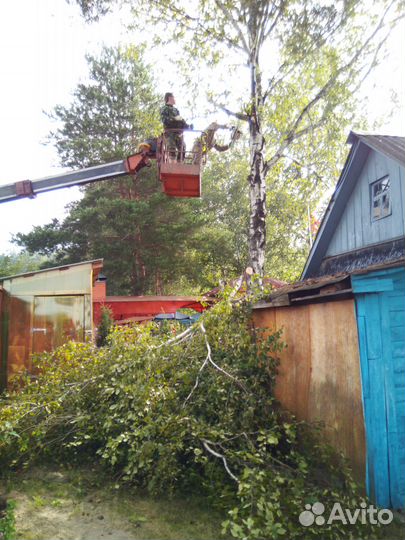 Расчистка участков, спил деревьев