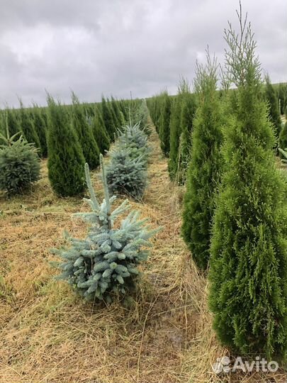 Ель голубая 1-1,2 м