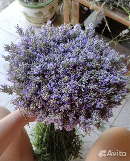 Лаванда