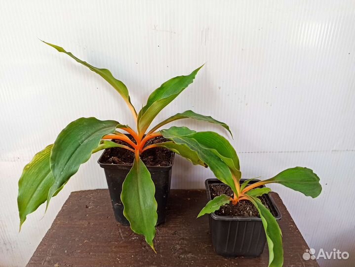 Комнатные растения