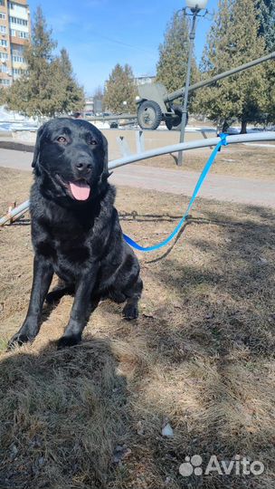 Лабрадор в добрые руки