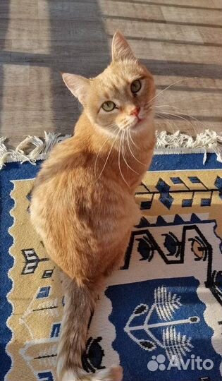 Рыжий кот
