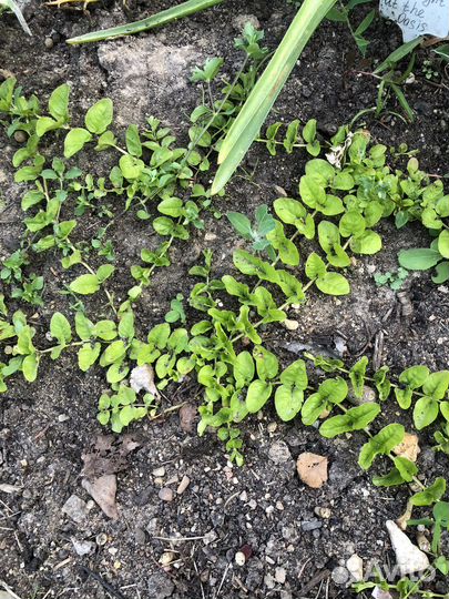 Вербейник монетчатый