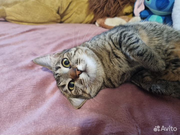 Кошка в дар