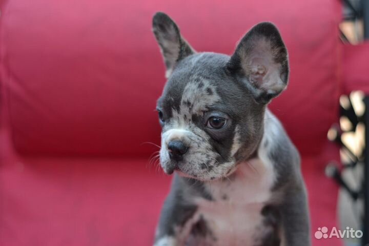 Французский бульдог