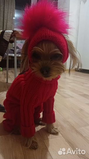 Одежда для животных