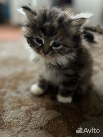 Сибирская кошка