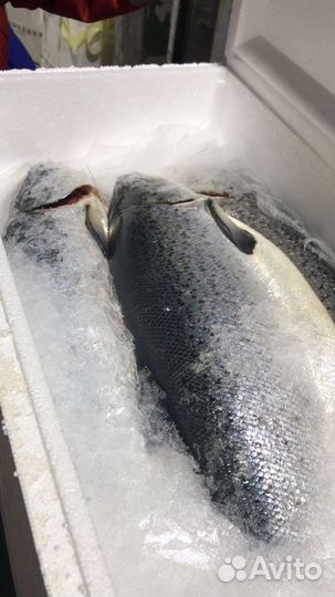 Семга охлажденная. Свежемороженый Лосось Атлантич