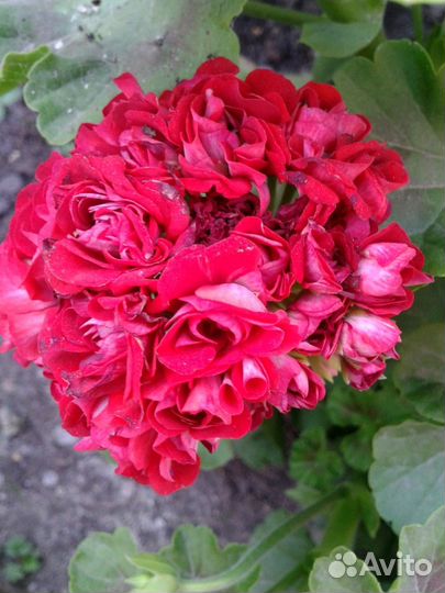 Пеларгония герань