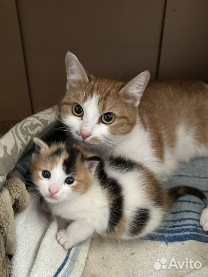 Абрикоска и котята ищут ответственные семьи