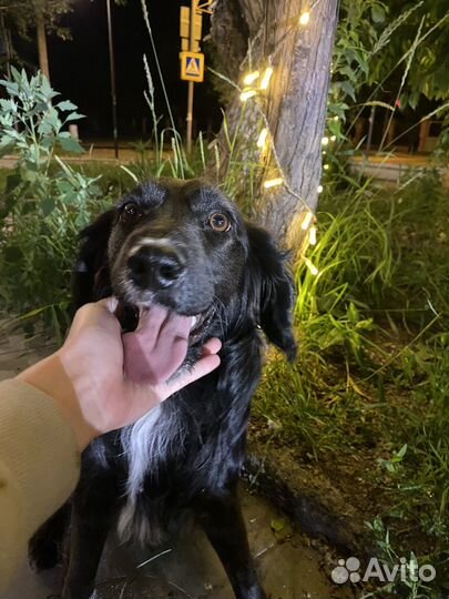 Собака спаниель отдам