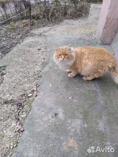 Рыжий котик ищет дом