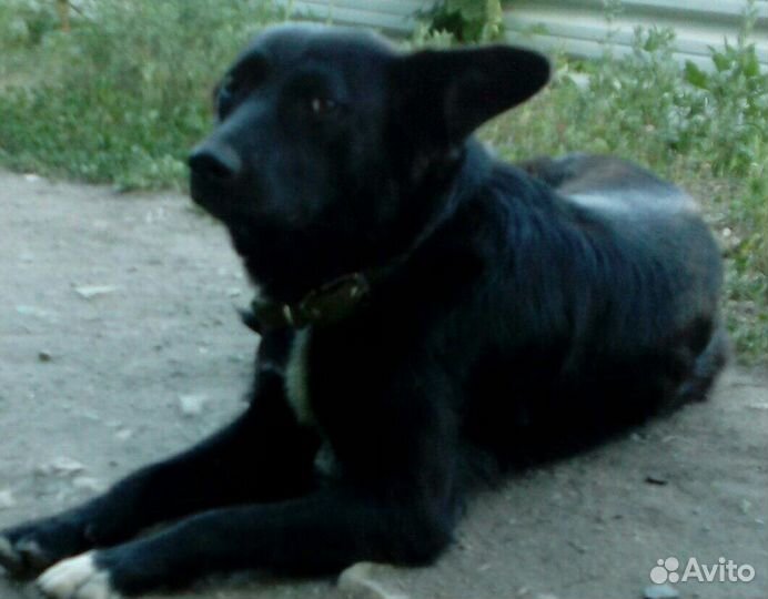 Собака в добрые руки