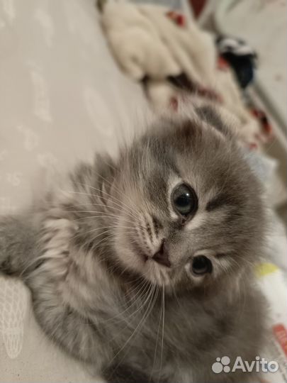 Кот и кошка