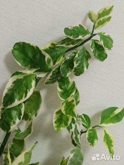 Цветок педилантуса