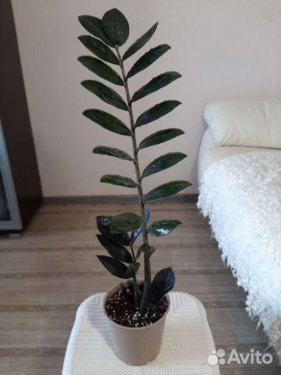 Замиокулькас черный Равен, Зензи