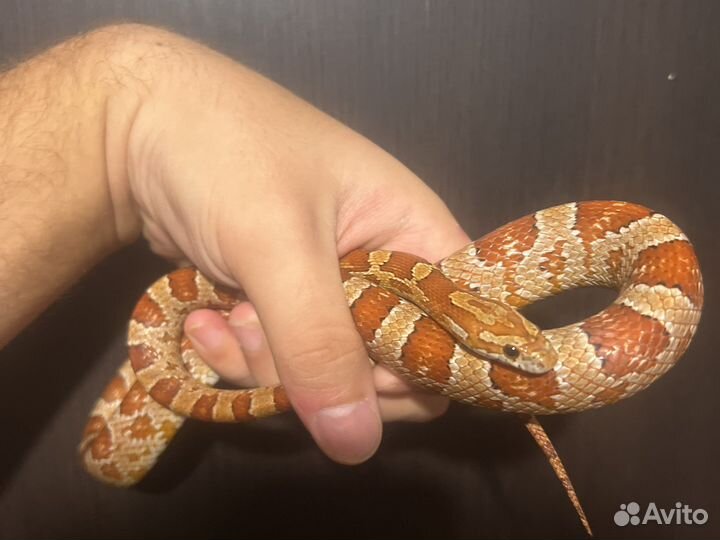 Маисовый полоз самка