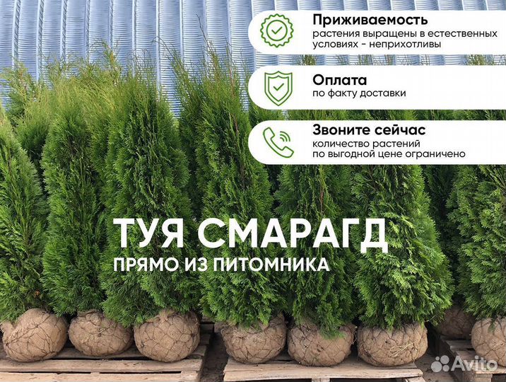 Туя Смарагд 1,3м для летней посадки