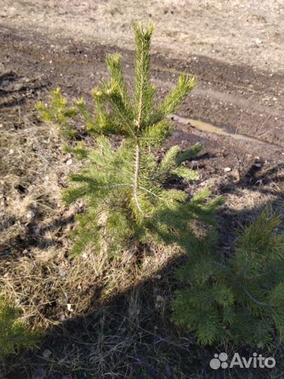 Сосна обыкновенная с комом земли