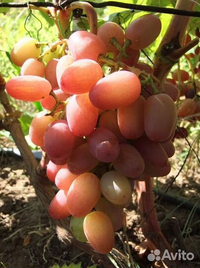 Саженцы винограда и плодовых