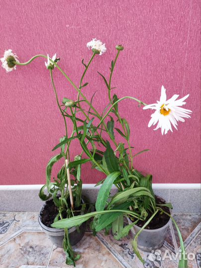 Ромашка садовая