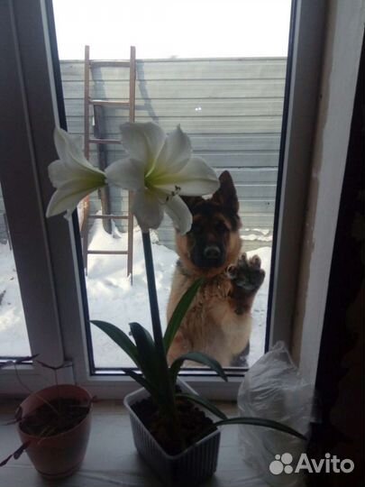 Кабель на вязку