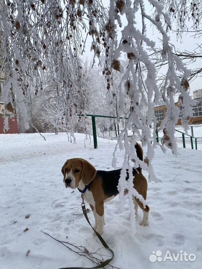 Вязка кобель Бигль