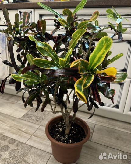 Кротон Мамми