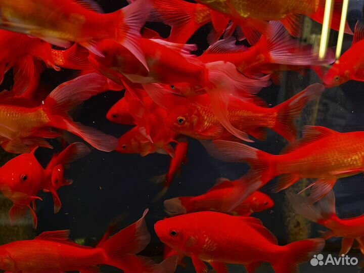 Рыба для пруда