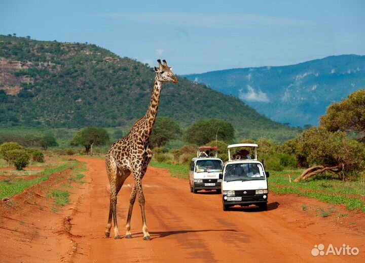 Сафари по Кении. Тропа жирафа/слона/леопарда
