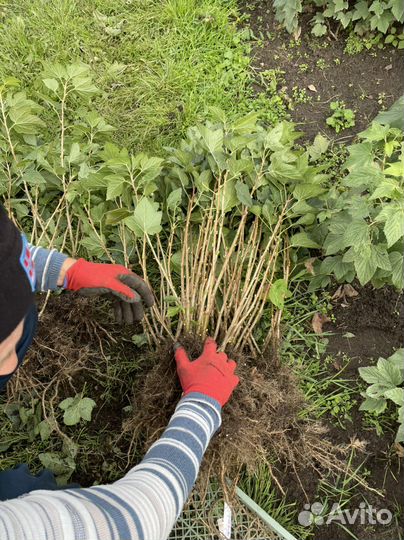 Черная смородина окс