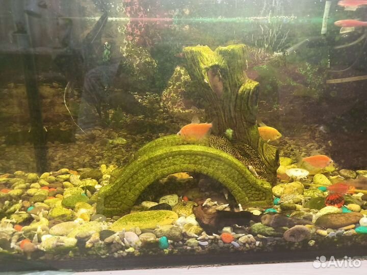 Аквариум 50 литров