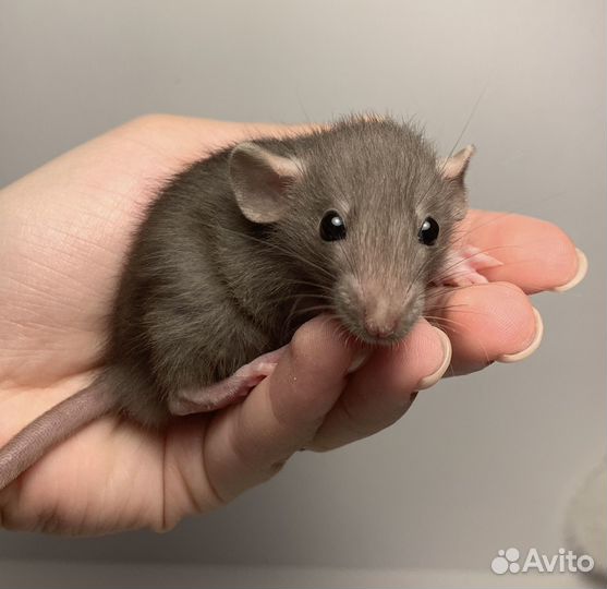 Крысята. Декоративная крыса. Крысы дамбо