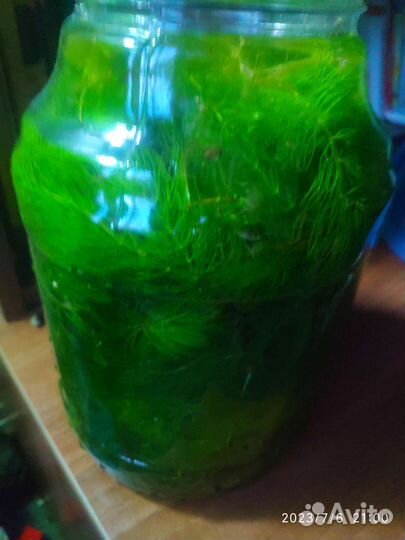 Растение в аквариумное в обмен на рыбку