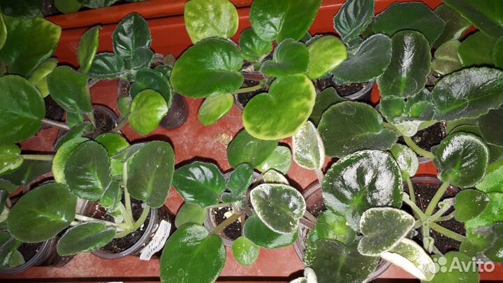 Детки сортовых фиалок