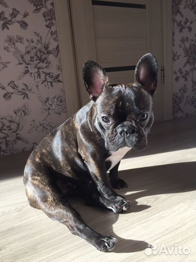 Отдам в добрые руки