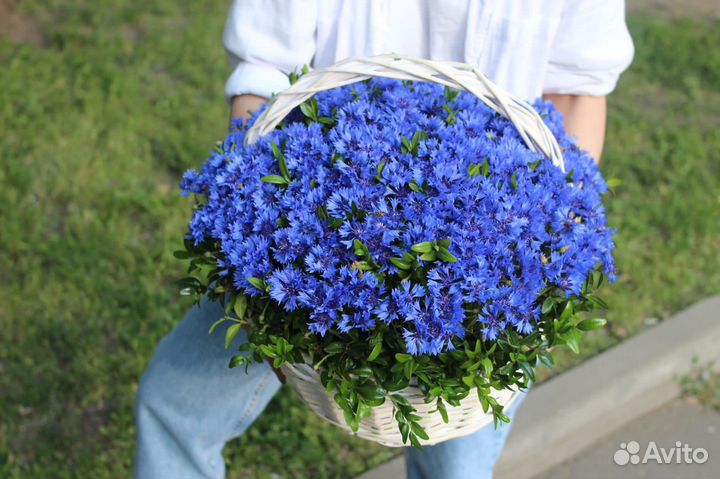 Васильки, корзина васильков