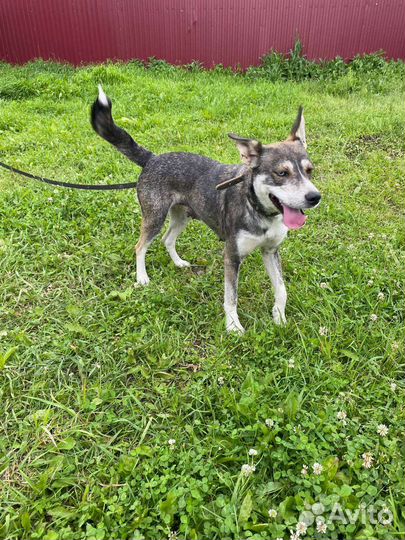 Айза ищет дом