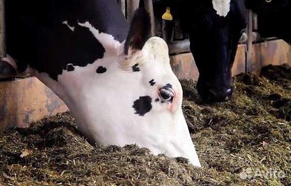 Комбикорм для откорма Телят