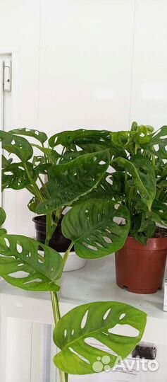 Комнатные растения