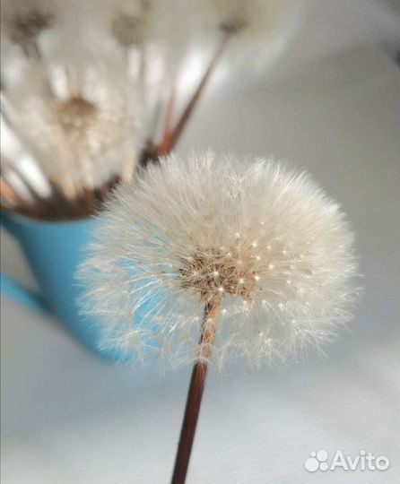 Одуванчик натуральный сухоцвет