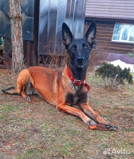 Передержка собак и кошек. Дрессировка