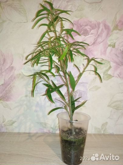 Фикус нериифолия, фикус грин исланд