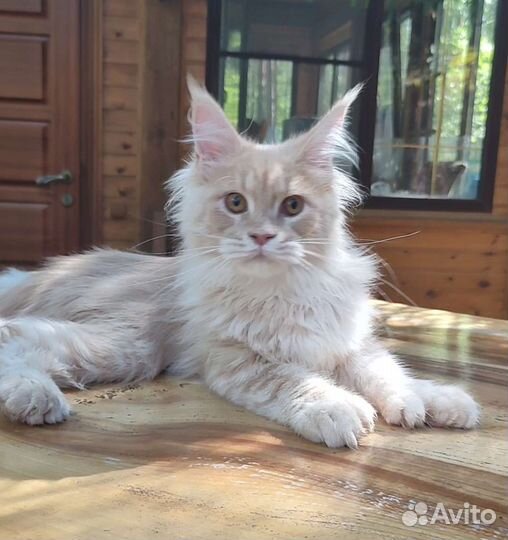 Мейн Куны котята