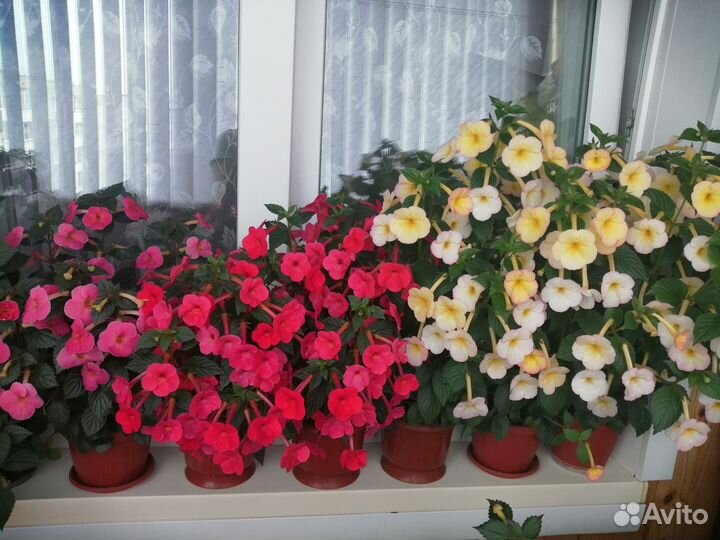 Ризомы ахименесов