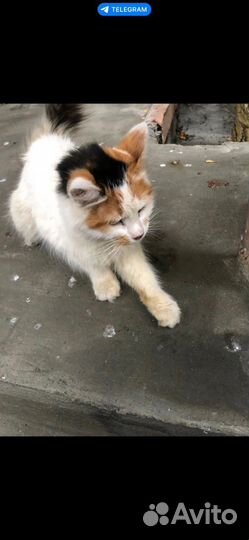 Кошка в дар