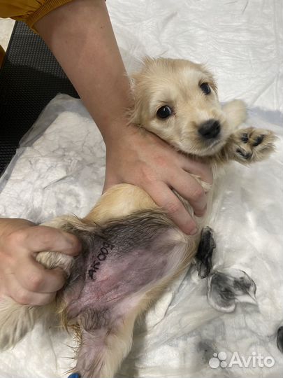 Клеймение собак и щенков