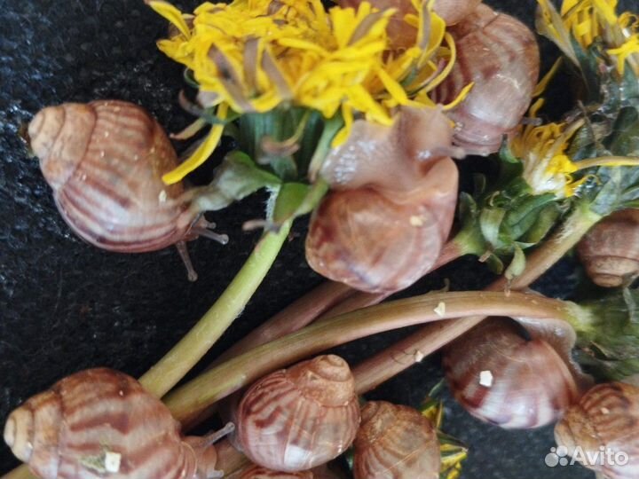 Улитки ахатины